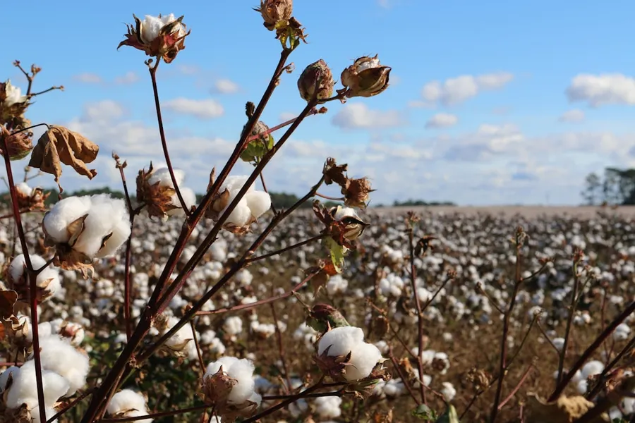 Ilustrasi mimpi kapas — field of cotton trees