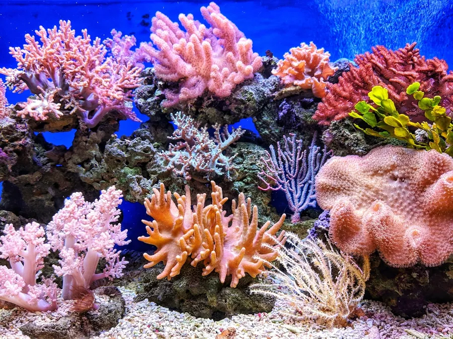 Ilustrasi mimpi karang laut — live corals