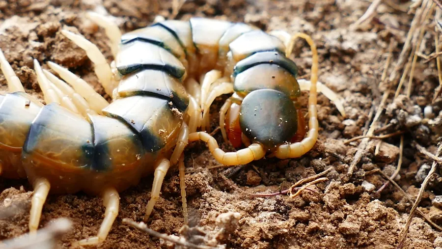 Ilustrasi mimpi kelabang — a close up of a caterpillar on the ground