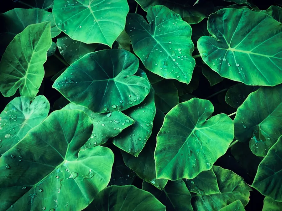 Ilustrasi mimpi keladi — a bunch of green leaves with drops of water on them