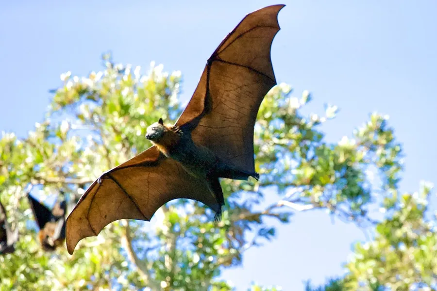 Ilustrasi mimpi kelelawar — a large bat flying over a forest filled with trees