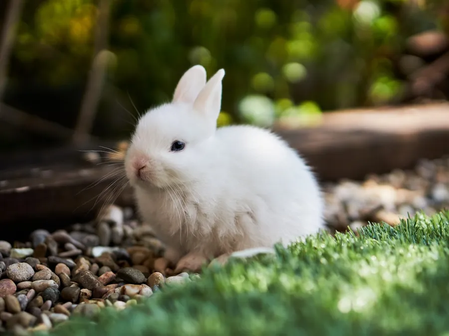 Ilustrasi mimpi kelinci — white rabbit on green grass