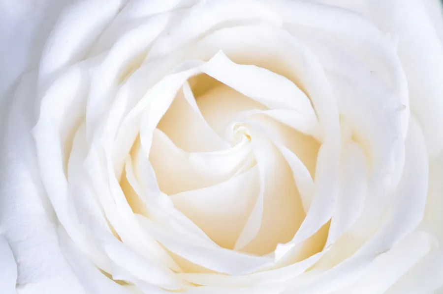 Ilustrasi mimpi kematian istri — white rose close up photography