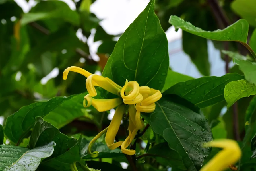 Ilustrasi mimpi kenanga — a close up of a yellow flower on a tree