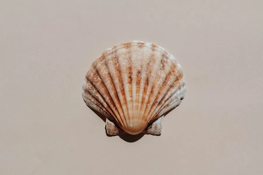 Ilustrasi mimpi kerang — a sea shell is seen from above on a beige background