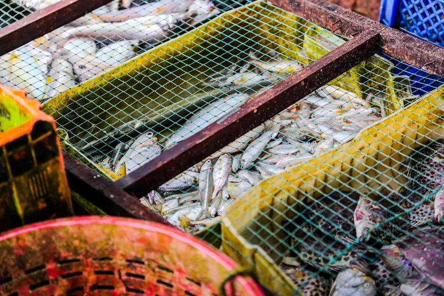 Ilustrasi mimpi keranjang ikan — a bunch of fish that are in some crates