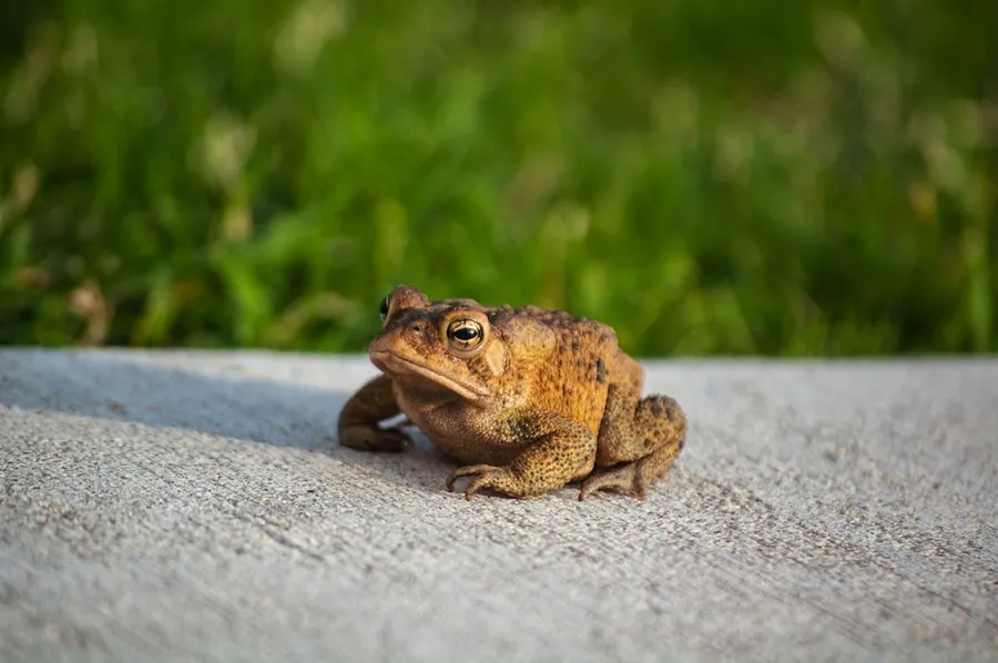 Ilustrasi mimpi kodok — brown frog on concrete surface
