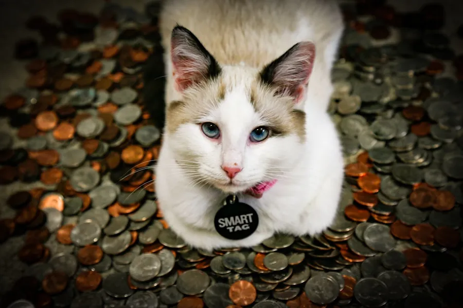 Ilustrasi mimpi kontes kucing — a white and brown cat sitting on top of a pile of coins