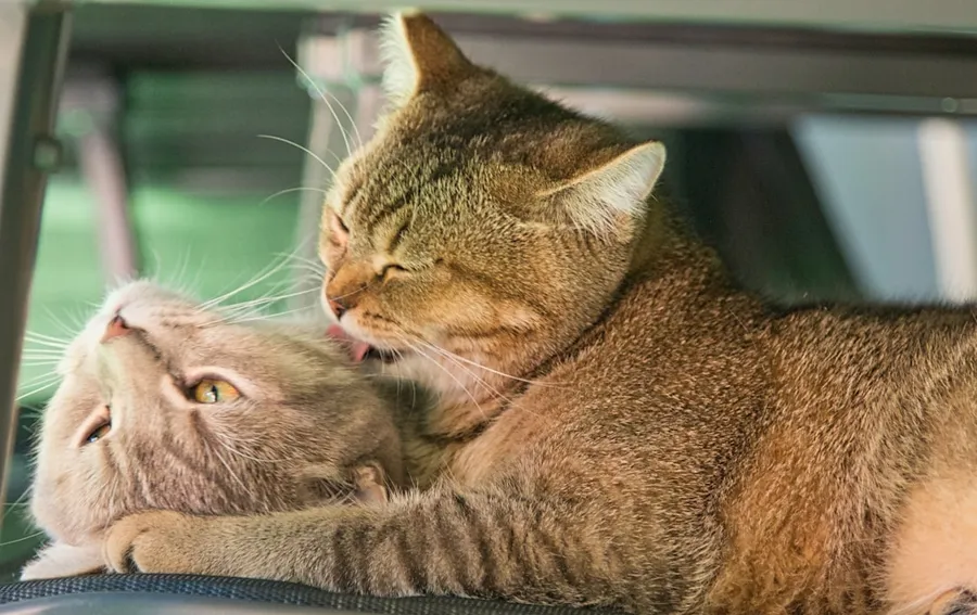 Ilustrasi mimpi kucing kawin — a cat that is laying down next to another cat