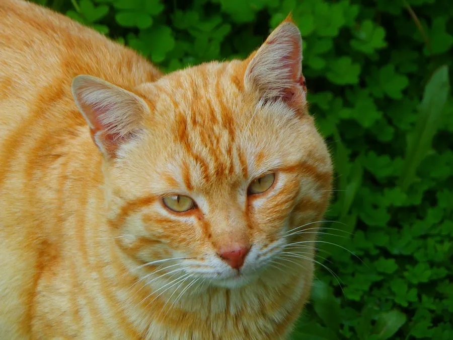 Ilustrasi mimpi kucing kuning — orange tabby cat on green leaves