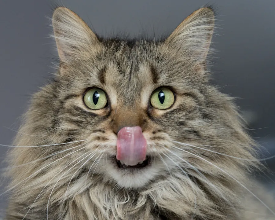 Ilustrasi mimpi kucing makan — adult brown cat