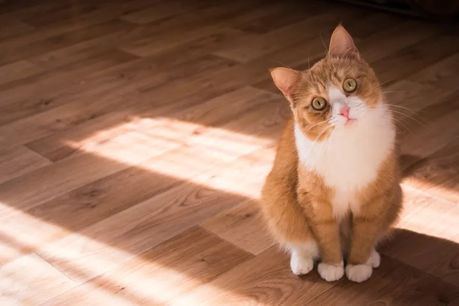 Ilustrasi mimpi kucing merah — short-fur brown and white cat resting on floor