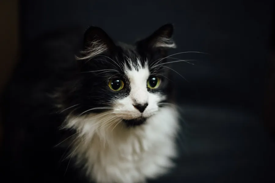 Ilustrasi mimpi kucing — shallow focus photography of tuxedo cat