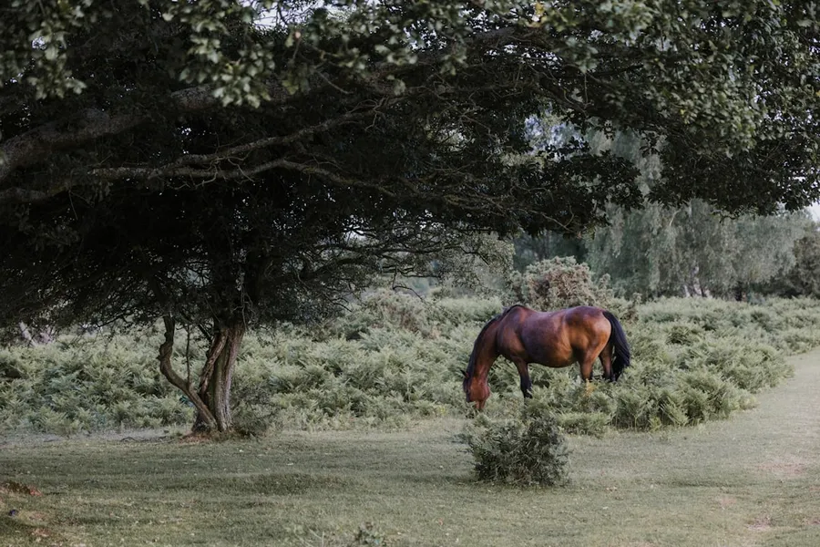 Ilustrasi mimpi kuda kayu — A horse eating grass in the middle of a field