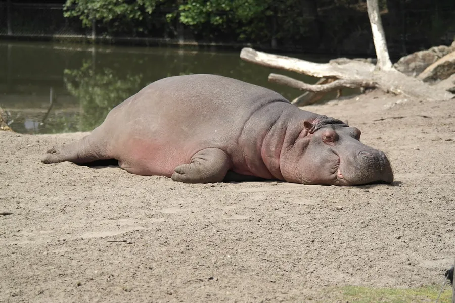 Ilustrasi mimpi kuda nil — hippopotamus lying on surface near body of water