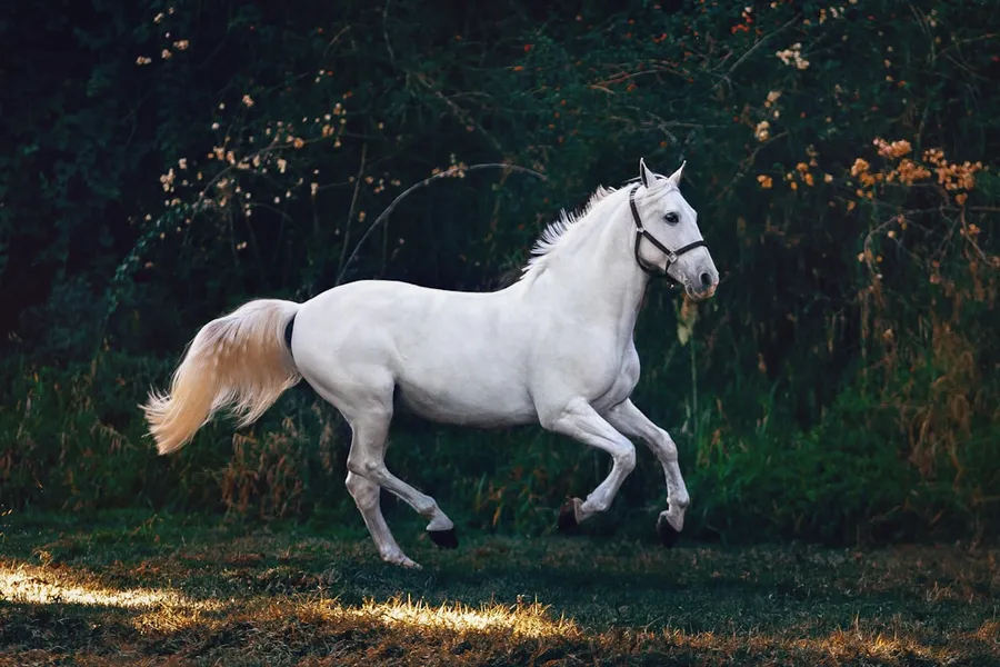 Ilustrasi mimpi kuda putih — running white horse
