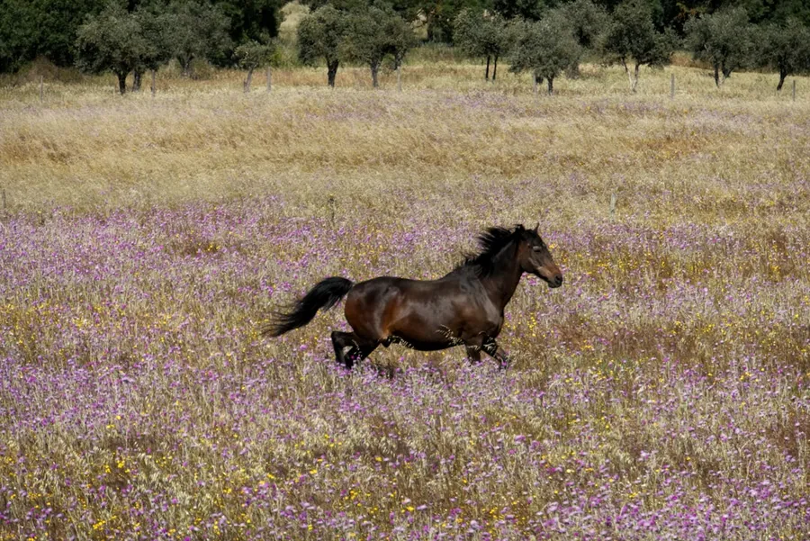 Ilustrasi mimpi kuda — brown horse running on field