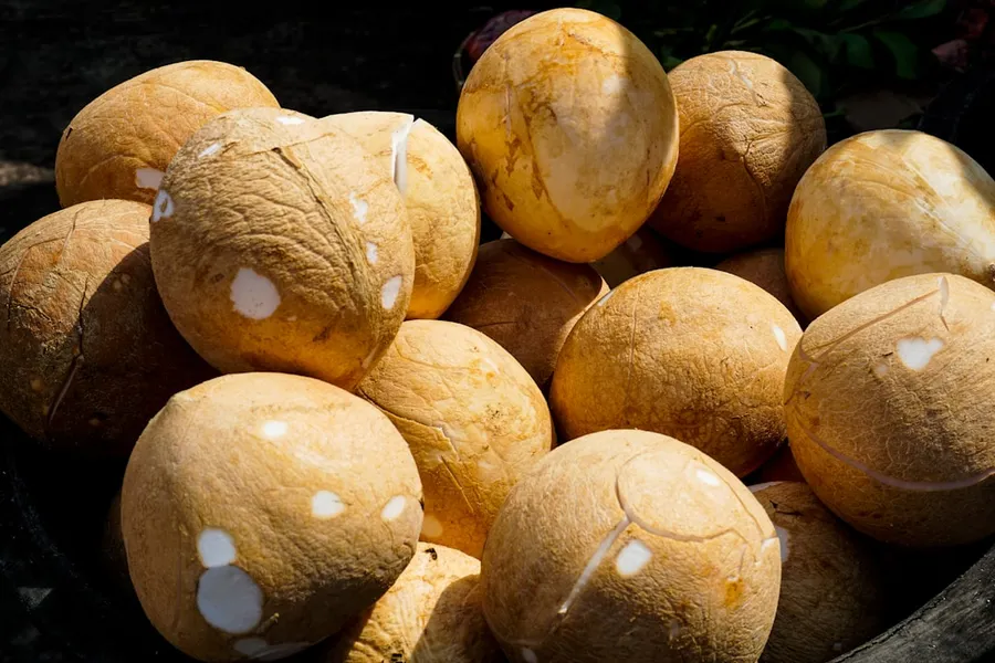 Ilustrasi mimpi kupas kelapa — Here is a possible caption: a pile of fresh, young coconuts.