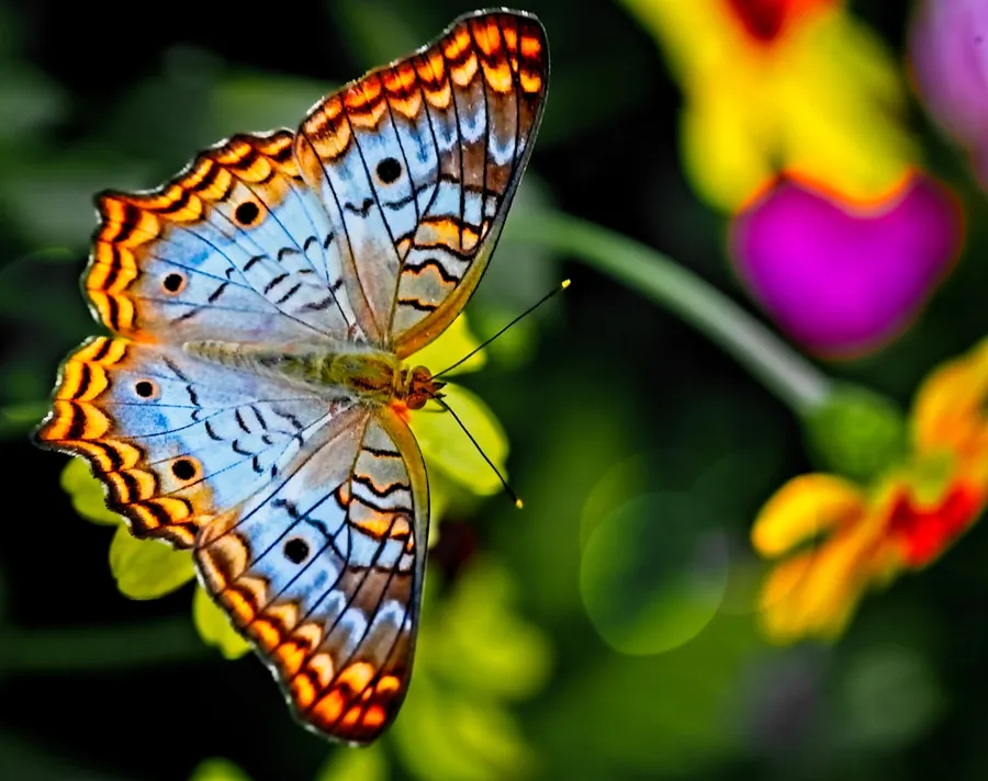 Ilustrasi mimpi kupu kupu — orange and black butterfly perched on yellow flower