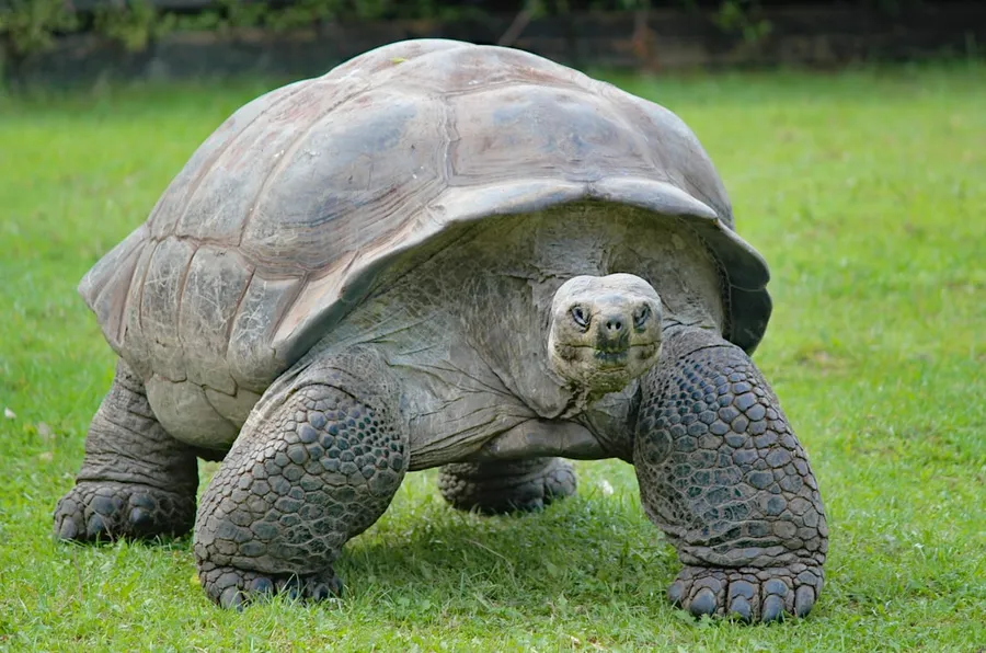 Ilustrasi mimpi kura-kura — gray and black turtle