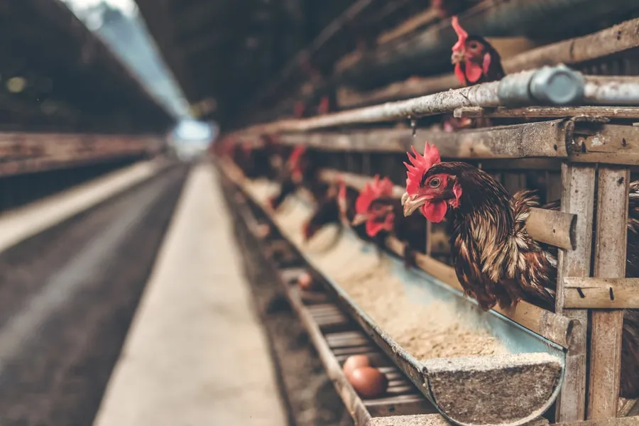 Ilustrasi mimpi kurungan ayam — chicken poultry