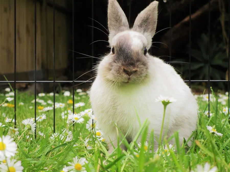 Ilustrasi mimpi kurungan kelinci — white and brown rabbit sitting on daisies