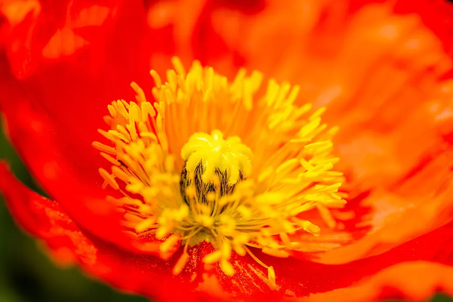 Ilustrasi mimpi kwan kong — flower, flower background, spring, flower wallpaper, nature, beautiful flowers, bloom, growth, blossom, stamen, petal, yu beauty, corn poppy, macro photography,