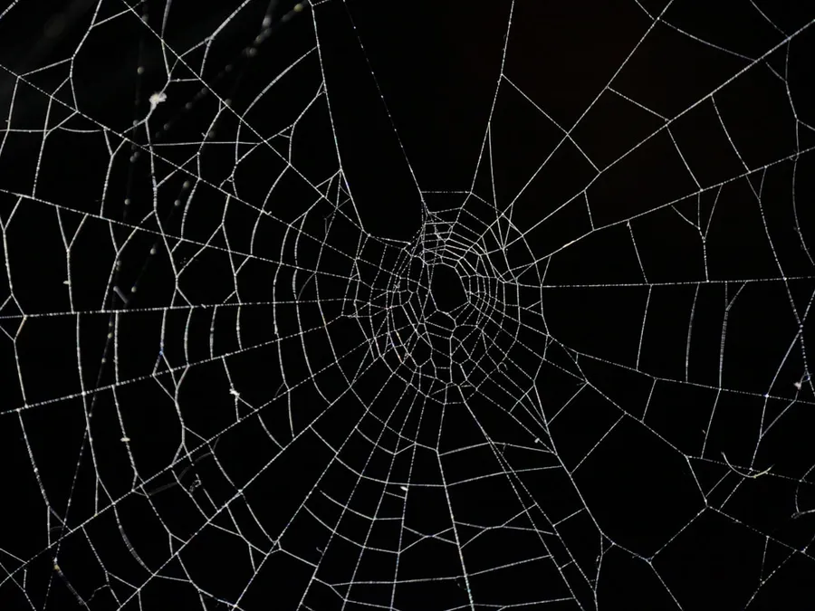 Ilustrasi mimpi laba-laba — spider web in close up photography