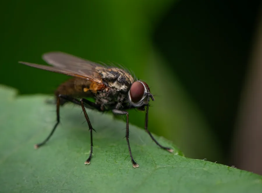 Ilustrasi mimpi lalat — A fly sitting on top of a green leaf