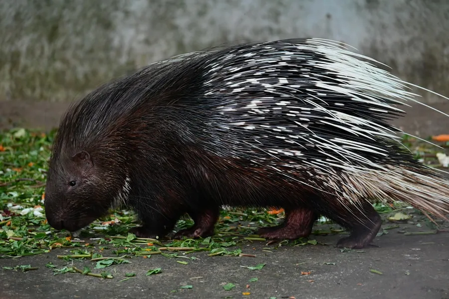 Ilustrasi mimpi landak — A porcupine is walking on the ground