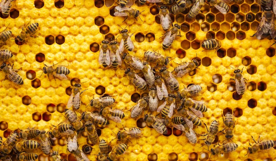 Ilustrasi mimpi lebah — a bunch of bees that are on a beehive