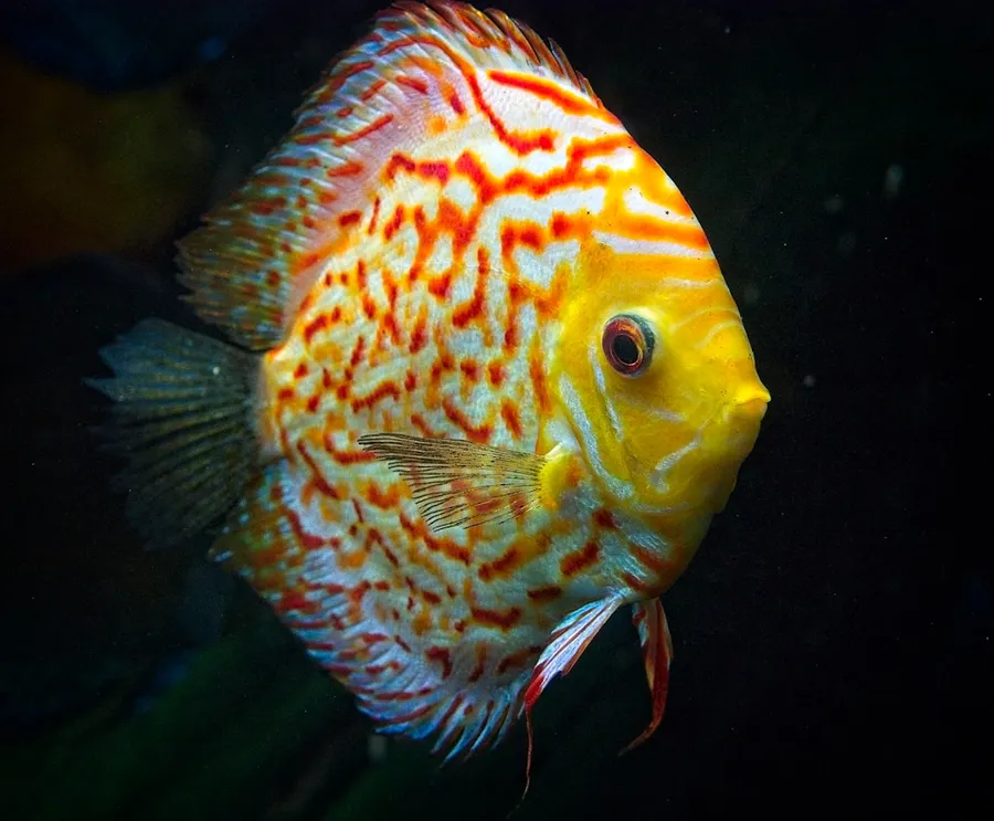 Ilustrasi mimpi lempar cakram — yellow and white angel fish with black background