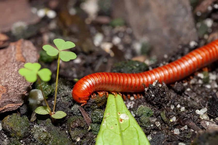 Ilustrasi mimpi lipan — a close up of a red caterpillar on the ground
