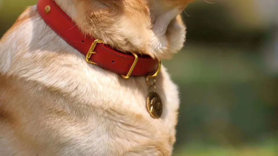 Ilustrasi mimpi lisensi anjing — a dog with a red collar
