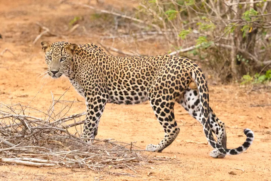Ilustrasi mimpi macan tutul — a large leopard walking across a dirt field