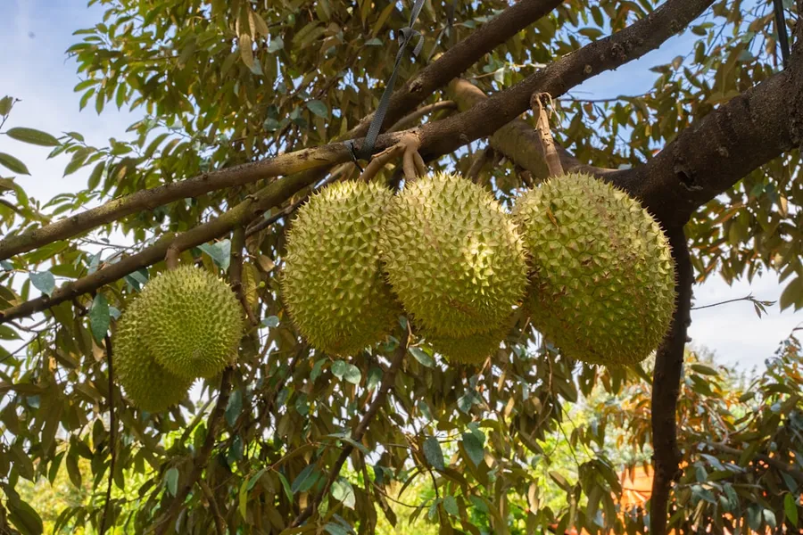 Ilustrasi mimpi makan durian — Durian fruits hanging from a tree branch