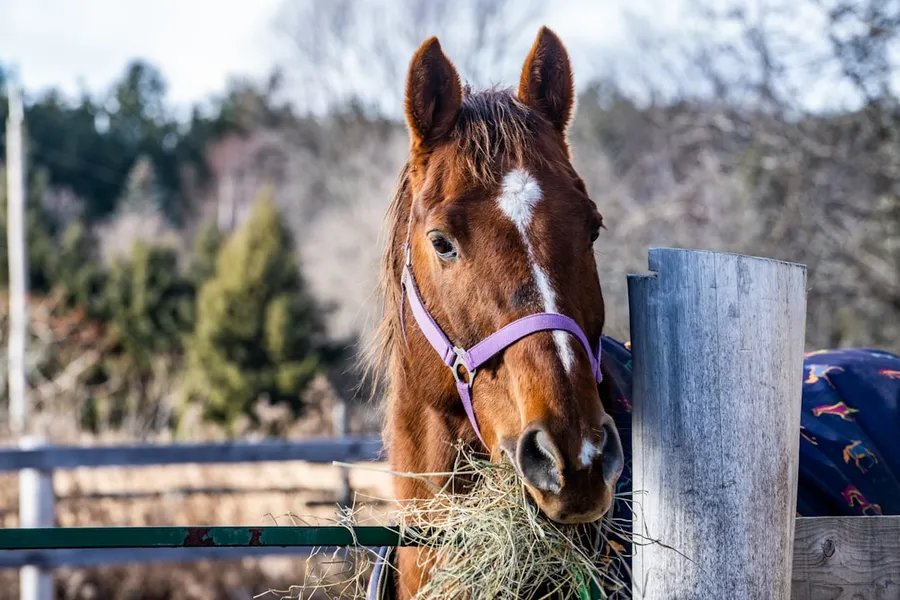 Ilustrasi mimpi makan rumput — brown horse eating grass during daytime