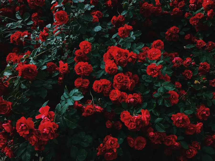 Ilustrasi mimpi mawar — bed of red roses in bloom