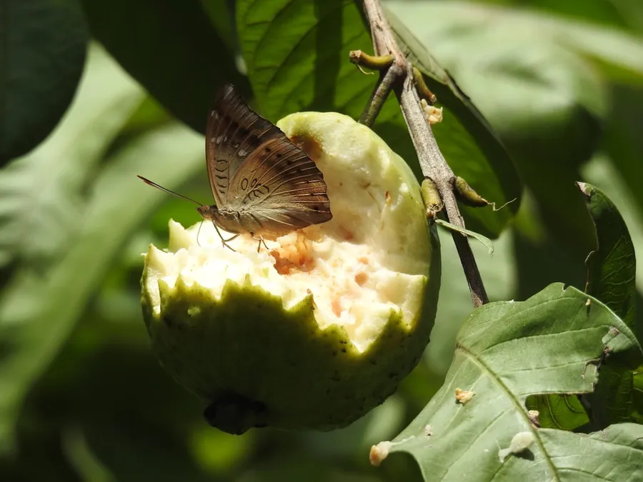 Ilustrasi mimpi memetik buah jambu — brown butterfly on green round fruit during daytime