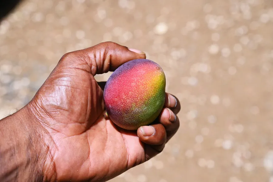 Ilustrasi mimpi memetik buah mangga — a hand holding a red apple