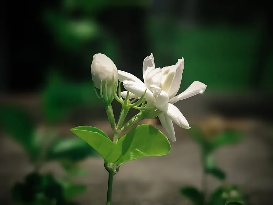 Ilustrasi mimpi memetik bunga melati — a close up of a white flower with green leaves