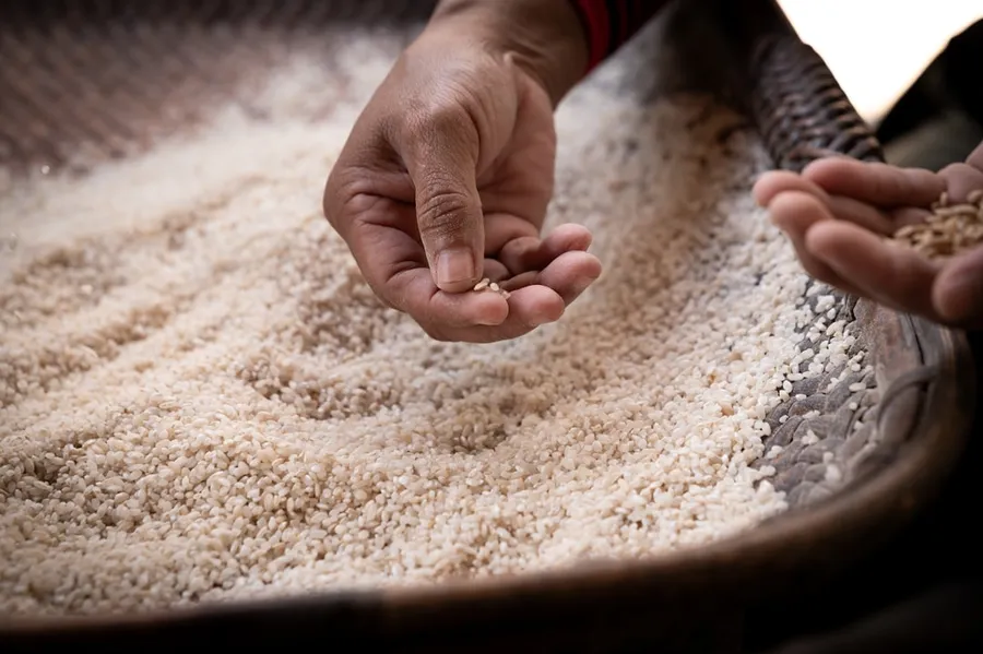 Ilustrasi mimpi menampi padi — a person holding a handful of grain in their hands