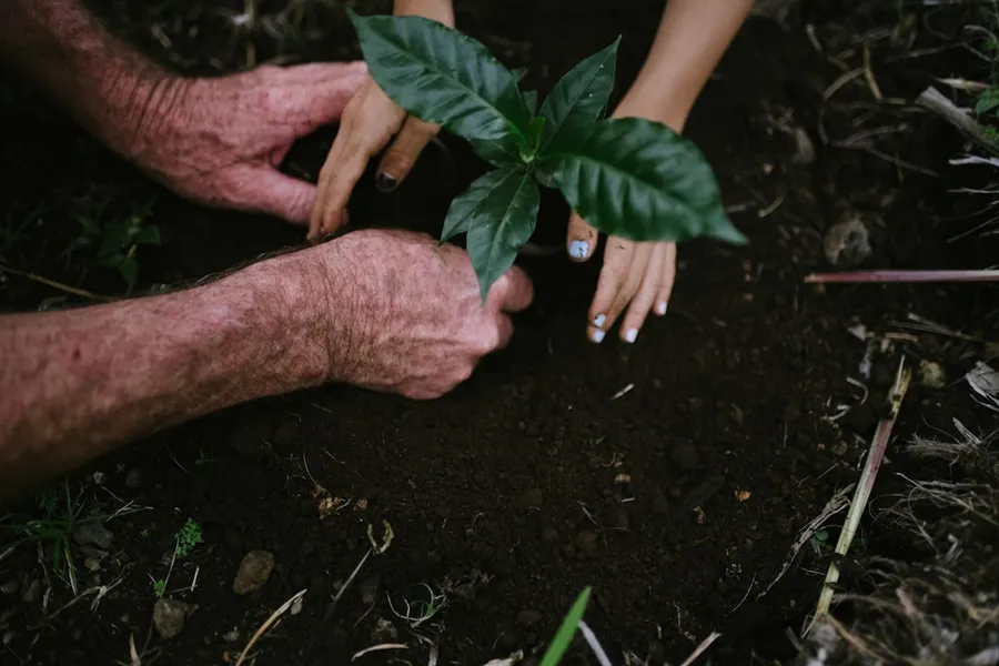 Ilustrasi mimpi menanam kelapa — a person holding a plant in a garden