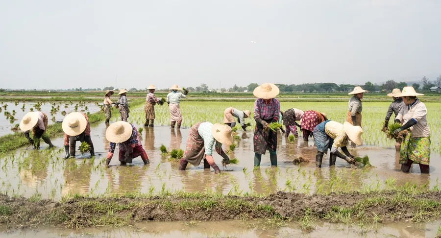 Ilustrasi mimpi menanam padi — people standing on green grass field during daytime