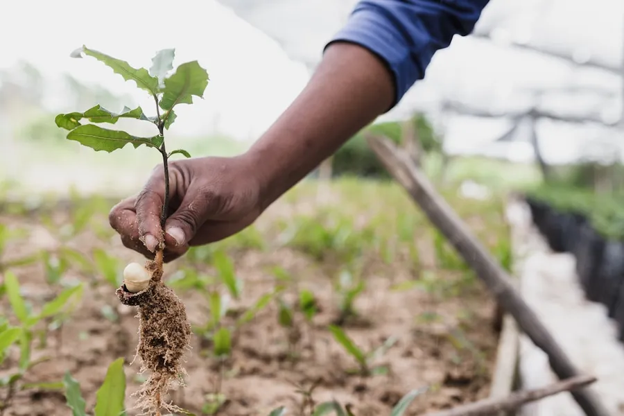 Ilustrasi mimpi menanam pohon — person holding brown dried plant