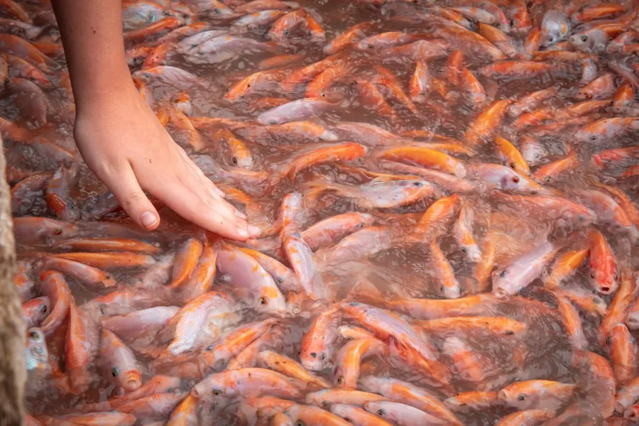 Ilustrasi mimpi mengawetkan ikan — person holding orange and white fishes