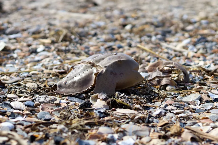 Ilustrasi mimpi mimi — a shell on the ground covered in shells