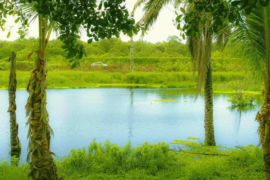 Ilustrasi mimpi mobil palsu — A pond surrounded by palm trees in a lush green field