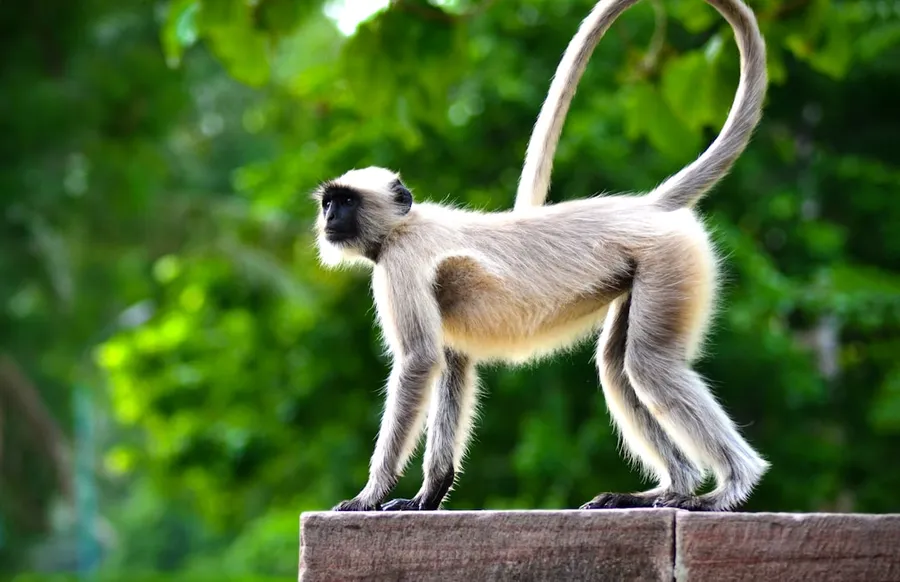 Ilustrasi mimpi monyet — grey monkey