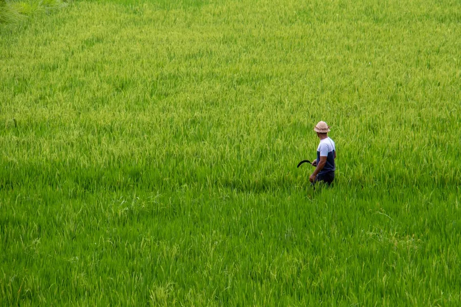Ilustrasi mimpi nasi padang — man holding sickle at the ricefield